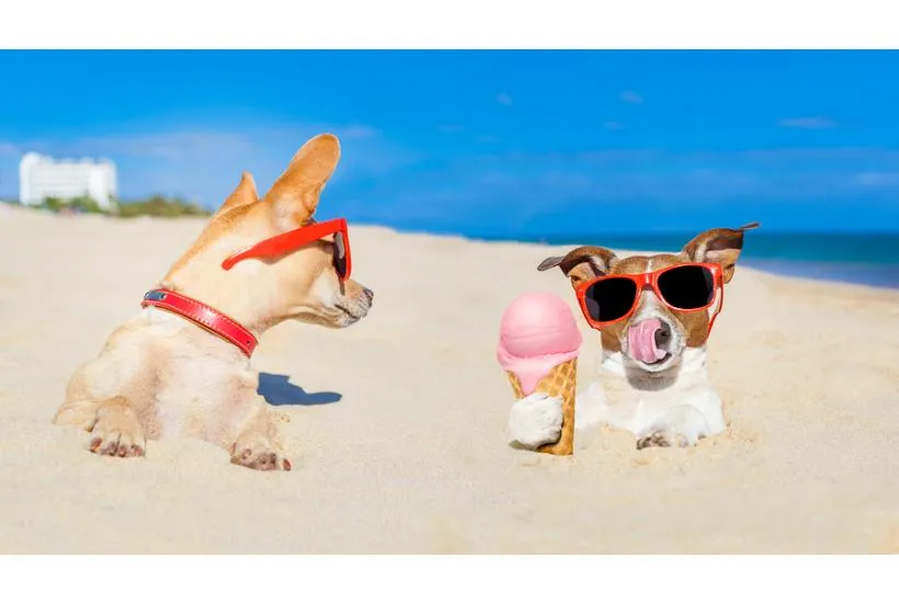 Hot Nutrition Tips for the Dog Days of Summer